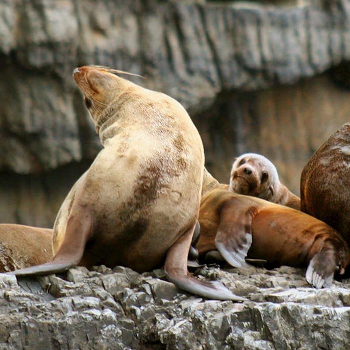 Pennicott Wilderness Journeys Tasman Island Cruise