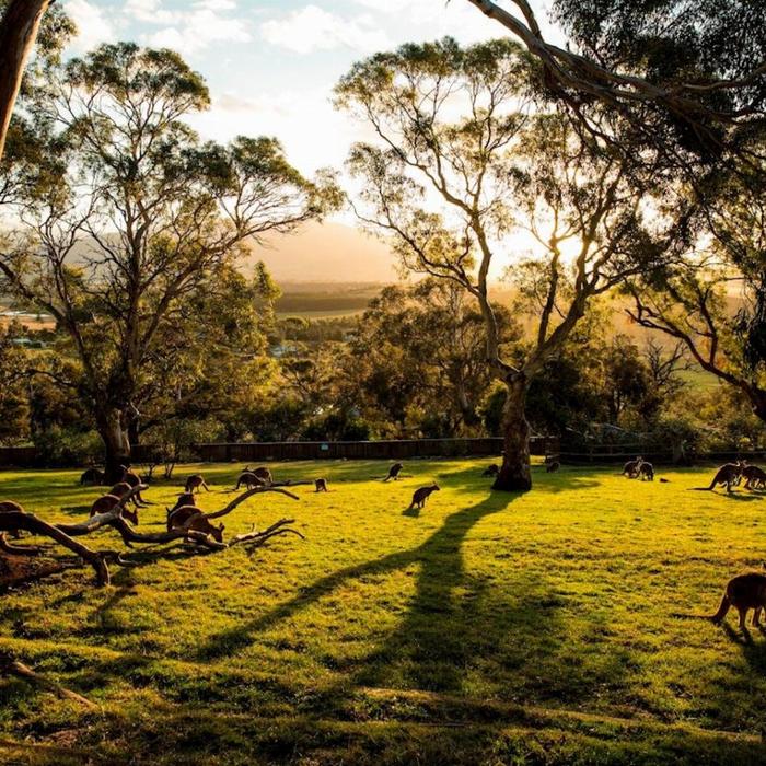 Tassie Tours Hobart Highlights