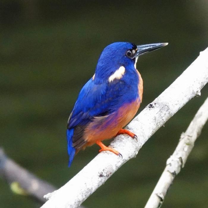 Bruce Belchers Daintree River Cruises Daintree River Crocodile & Wildlife Cruise