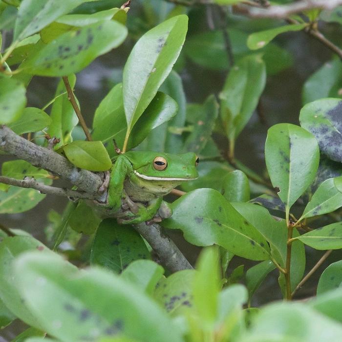 Bruce Belchers Daintree River Cruises Daintree River Crocodile & Wildlife Cruise