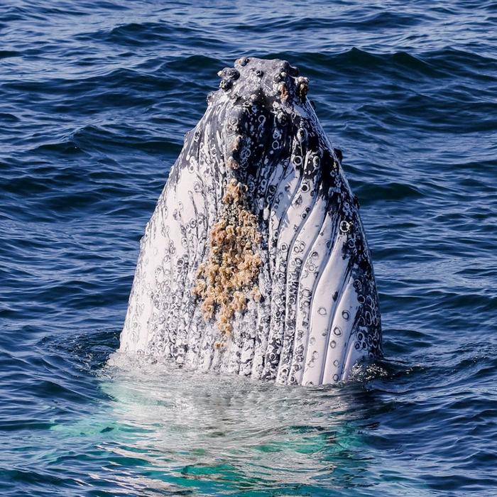 Spirit Whale Watching Spirit of Gold Coast Whale Watching Cruise