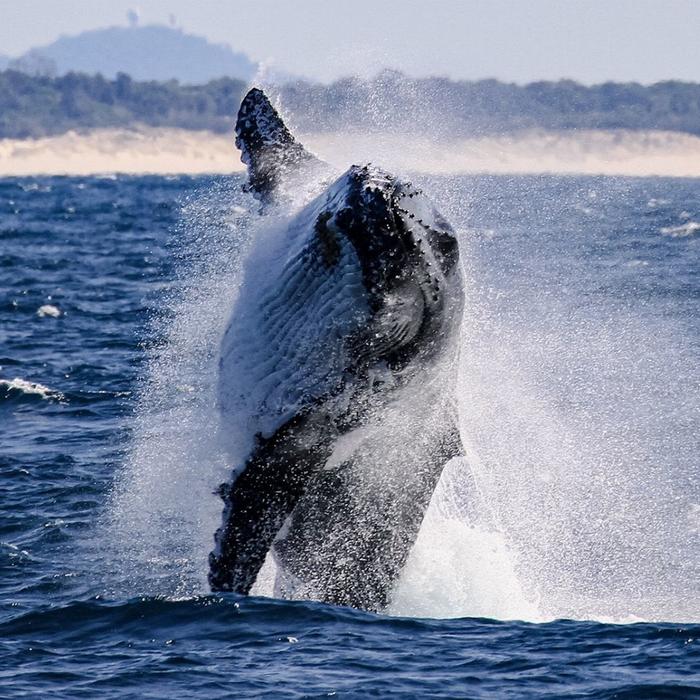 Spirit Whale Watching Spirit of Gold Coast Whale Watching Cruise