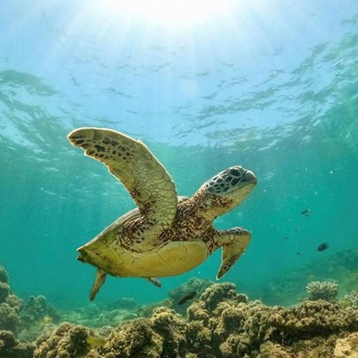 Exmouth Adventure Co Turtle Tour - Half Day Sea Kayak & Snorkel Tour