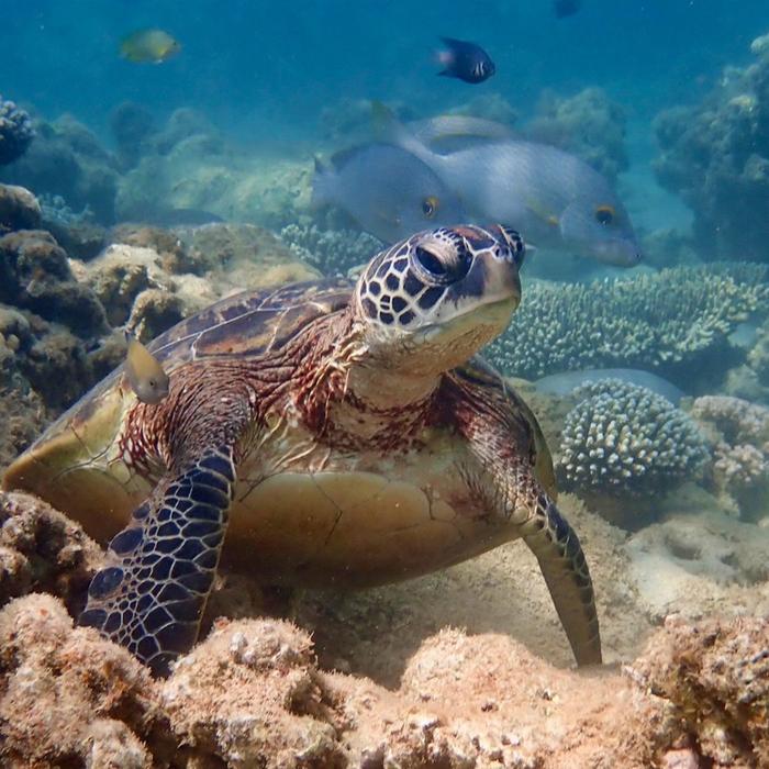 Exmouth Adventure Co Turtle Tour - Half Day Sea Kayak & Snorkel Tour