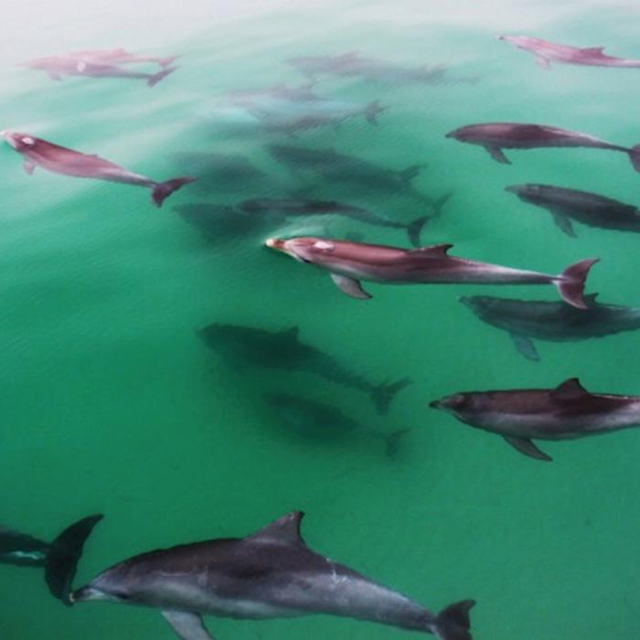 Temptation Sailing Wild Dolphin Watch