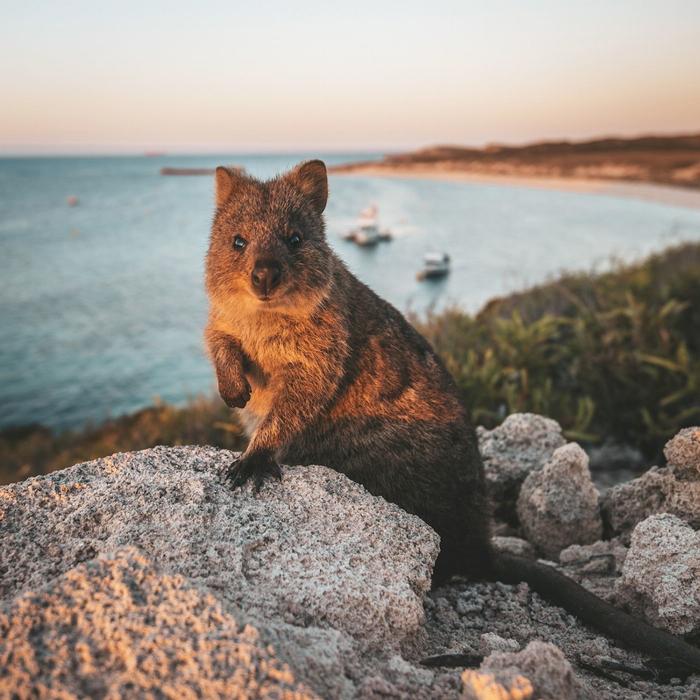 Rottnest Fast Ferries Rottnest Island Day Return Ferry - Backpacker Day Special!