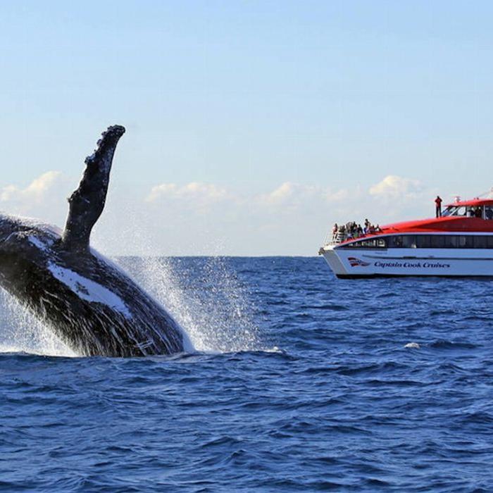 Captain Cook Cruises Sydney: Taronga Zoo & Whale Watching Cruise (1-Day combo)