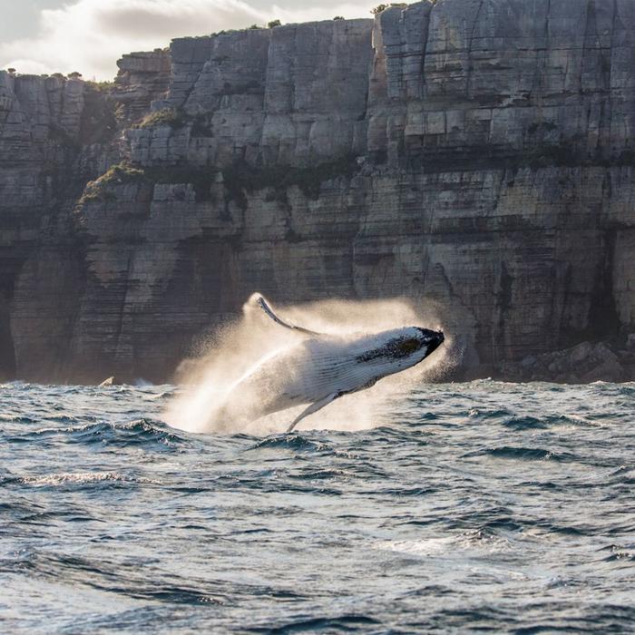 Captain Cook Cruises Sydney: Taronga Zoo & Whale Watching Cruise (1-Day combo)