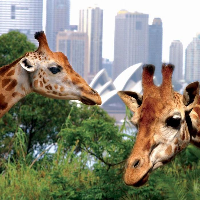 Captain Cook Cruises Sydney: Taronga Zoo Entry & Return Ferry from Circular Quay
