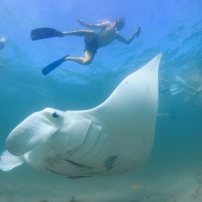 Coral Bay Ecotours Swim with Manta Rays