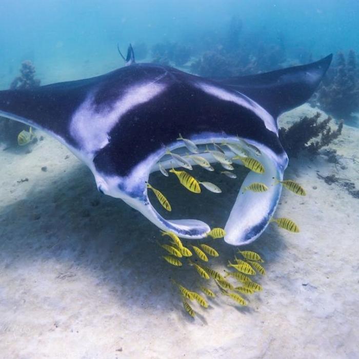Coral Bay Ecotours Swim with Manta Rays