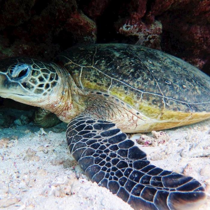 Coral Bay Ecotours Turtle Ecotour
