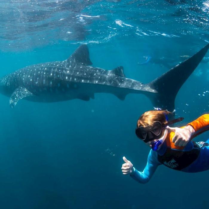 Coral Bay Ecotours Whale Shark Safari