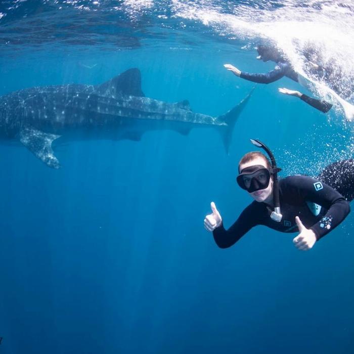Coral Bay Ecotours Whale Shark Safari