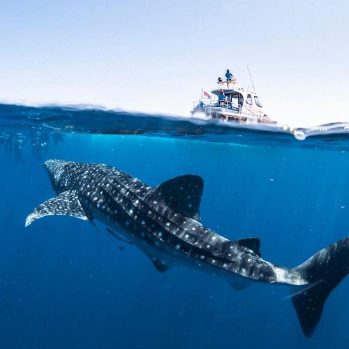 Coral Bay Ecotours Whale Shark Safari