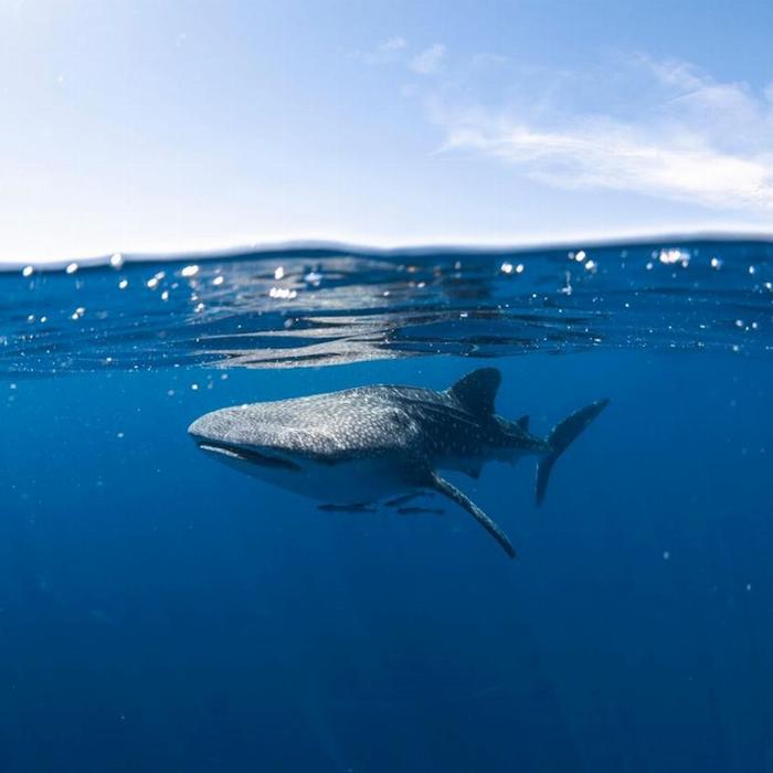 Coral Bay Ecotours Whale Shark Safari