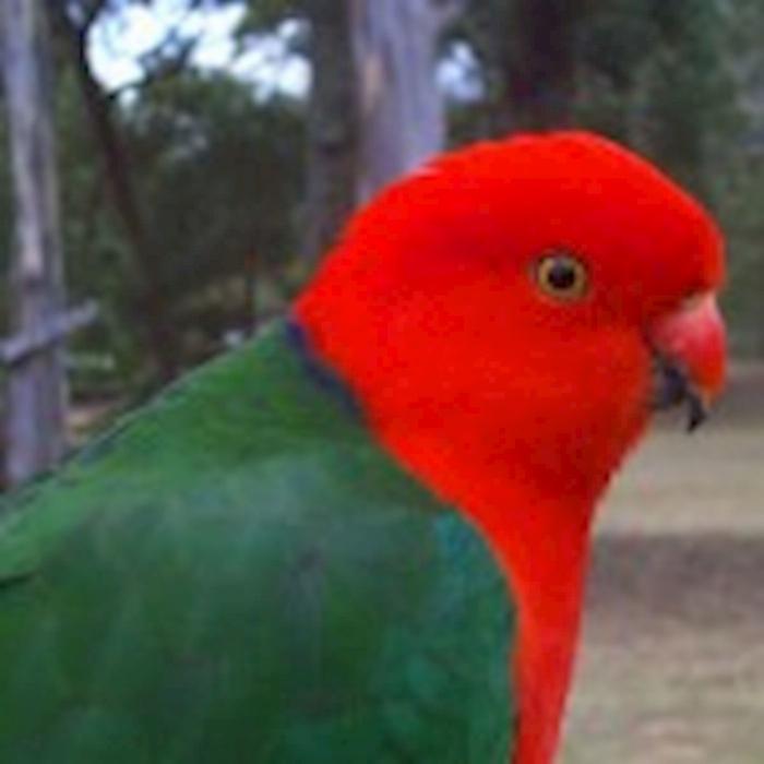 Boutique Tours Activity Blue Mountains Nature and Wildlife Tour