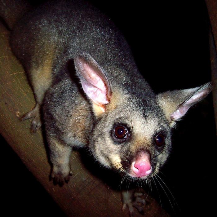 Boutique Tours Activity Blue Mountains Nature and Wildlife Tour