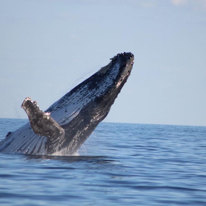 Whalesong Cruises Whale Watching Cruise