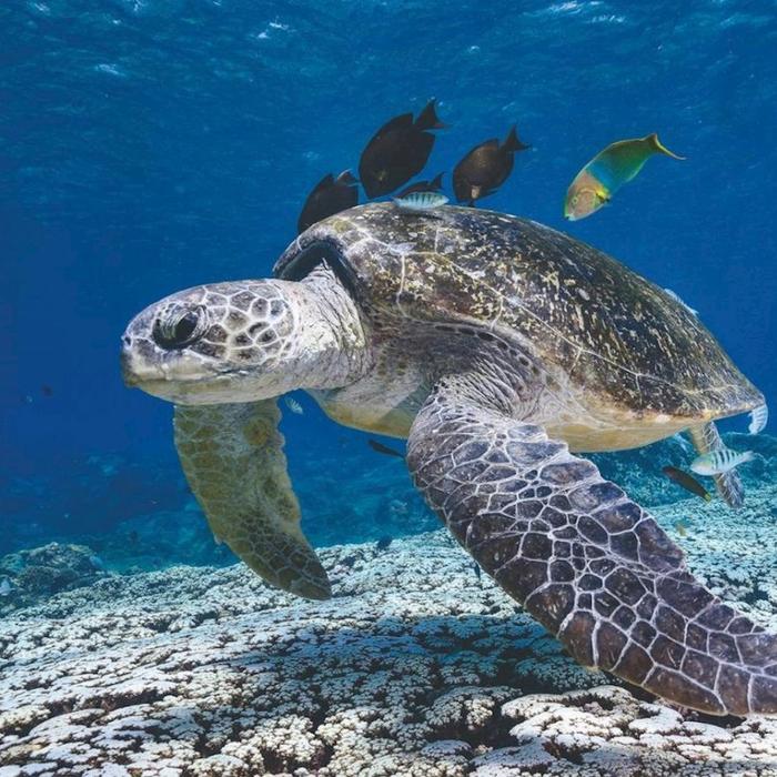 Sunreef Mooloolaba Snorkel with Turtles at Mudjimba Island