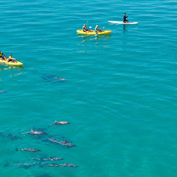 Epic Ocean Adventures Noosa: Epic Dolphin Ocean Kayak Tour & Beach 4X4 Adventure