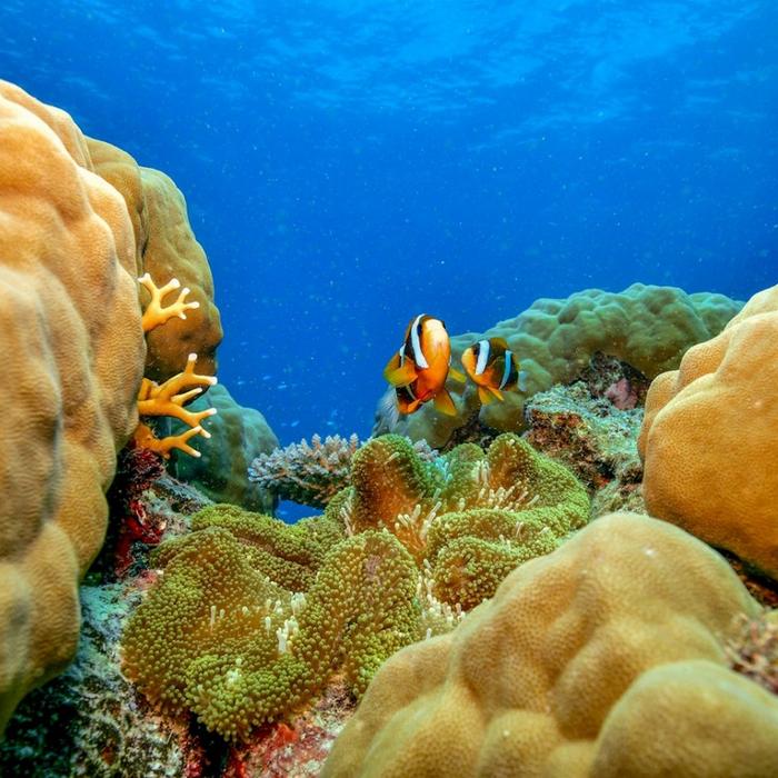 Dreamtime Dive & Snorkel Dreamtime Snorkel