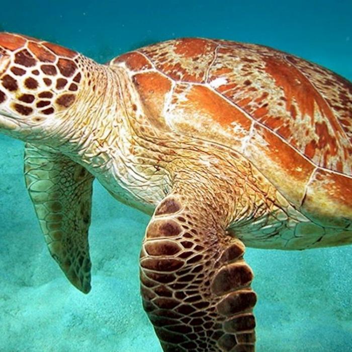 Reef Daytripper Snorkelling & Sailing Adventure (2A2C Family Rate)