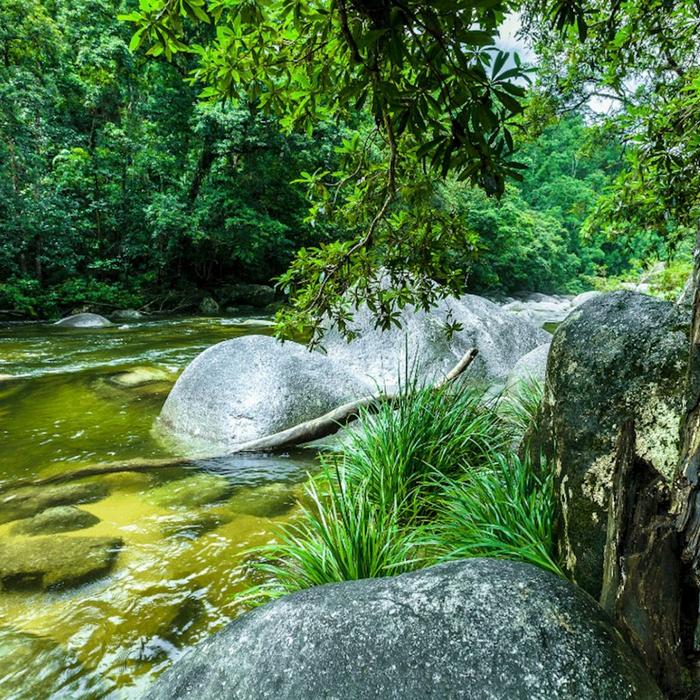 Daintree Discovery Tours Full-Day Daintree Tour