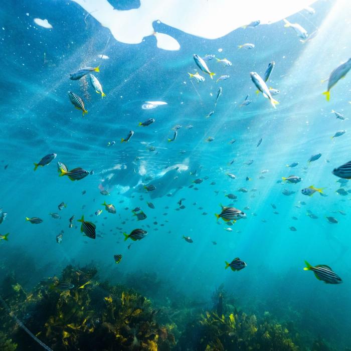 Ecotreasures Manly Snorkel Walk and Talk Tour
