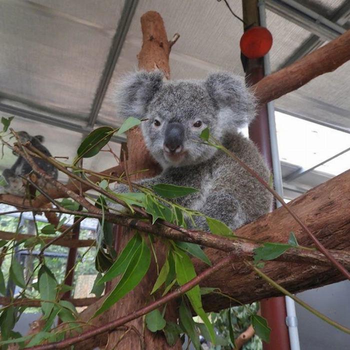Kuranda Koala Gardens Kuranda Wildlife Experience Package