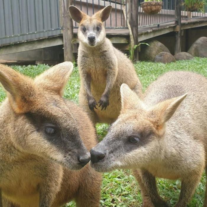 Kuranda Koala Gardens Friends in the Rainforest Package