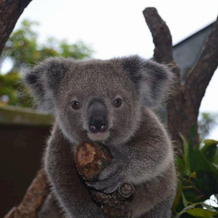 Kuranda Koala Gardens Friends in the Rainforest Package
