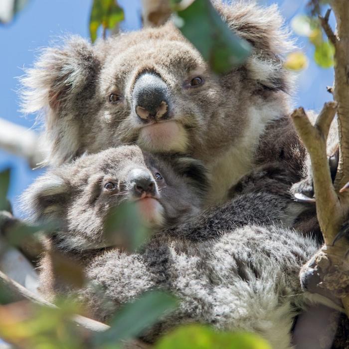 Autopia Tours Adelaide to Melbourne Original Tour (Shared Accommodation)