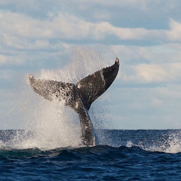 Captain Cook Cruises Sydney: Whale Watching & Harbour Explorer (2-Day Combo)