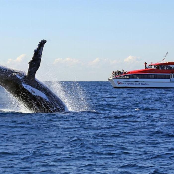 Captain Cook Cruises Sydney: Whale Watching & Harbour Explorer (2-Day Combo)