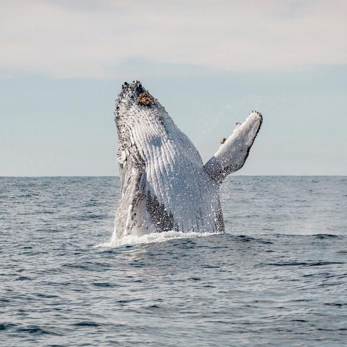 Captain Cook Cruises Sydney: Whale Watching & Harbour Explorer (2-Day Combo)