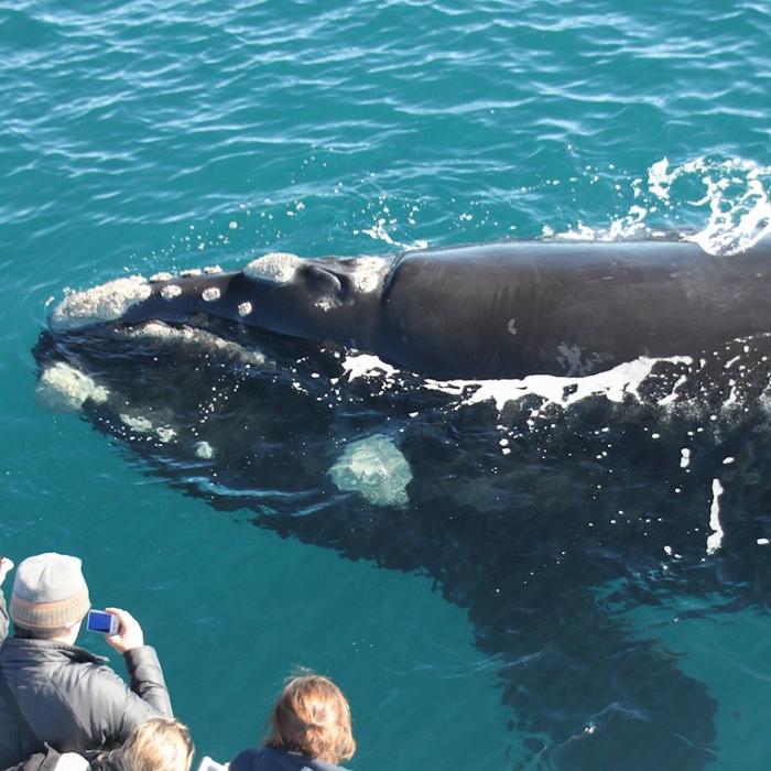 Naturaliste Charters Augusta Whale Watching Eco Tour