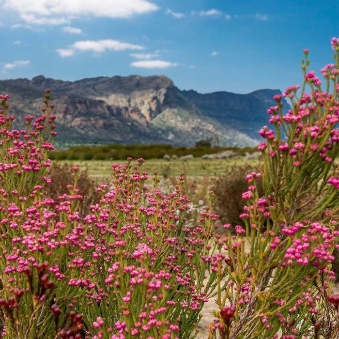 Autopia Tours Great Ocean Road to Grampians 3 Day (Private Double/Twin)