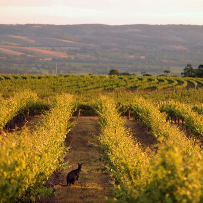 See Adelaide & Beyond McLaren Vale & Glenelg Afternoon Tour