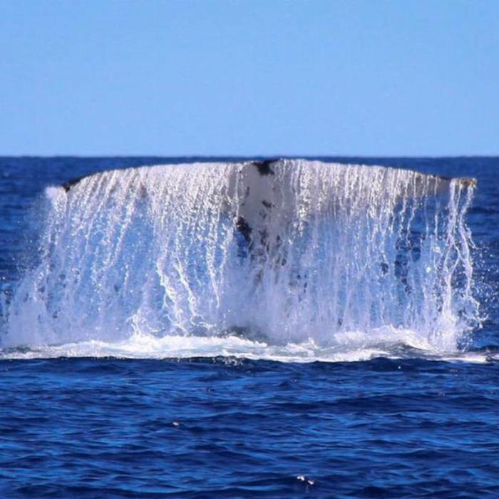 Rottnest Fast Ferries 2 Hour Whale Watching Cruise from Hillarys Boat Harbour