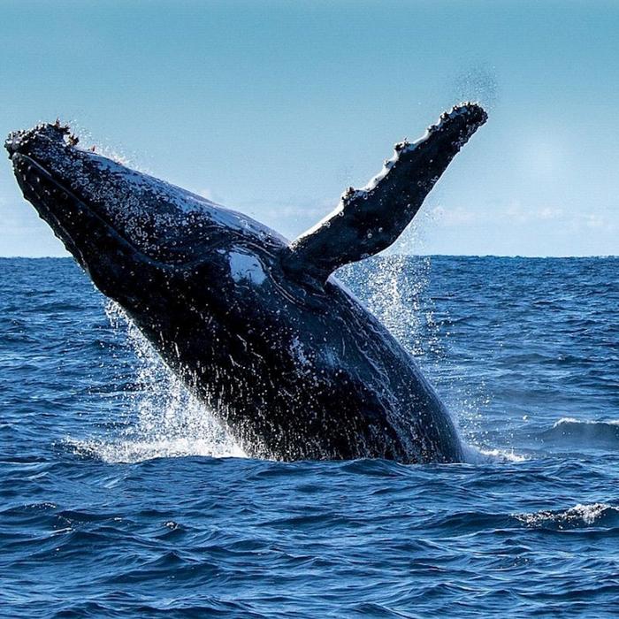 Rottnest Fast Ferries 2 Hour Whale Watching Cruise from Hillarys Boat Harbour