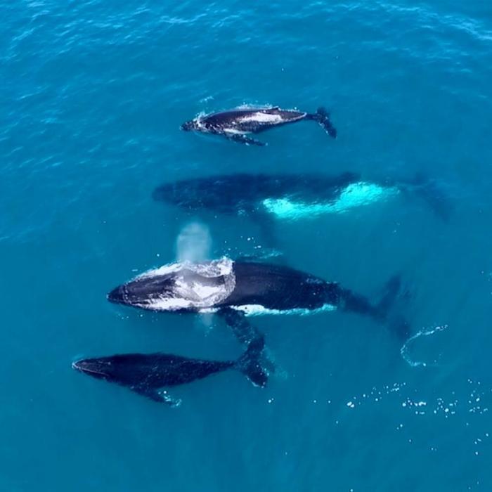Rottnest Fast Ferries 2 Hour Whale Watching Cruise from Hillarys Boat Harbour