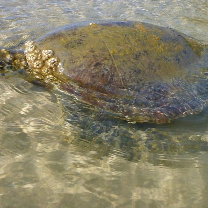 Epic Ocean Adventures Turtle View Kayak Tour