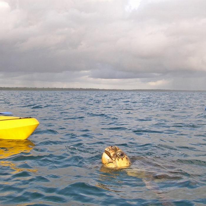 Epic Ocean Adventures Turtle View Kayak Tour
