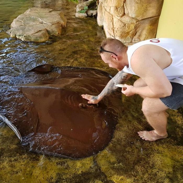 Crocosaurus Cove Whipray Encounter