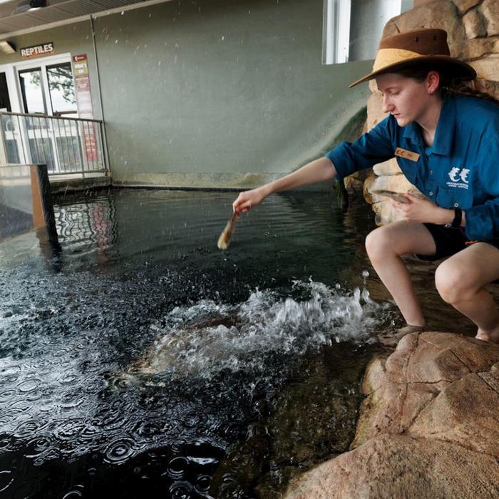 Crocosaurus Cove Whipray Encounter