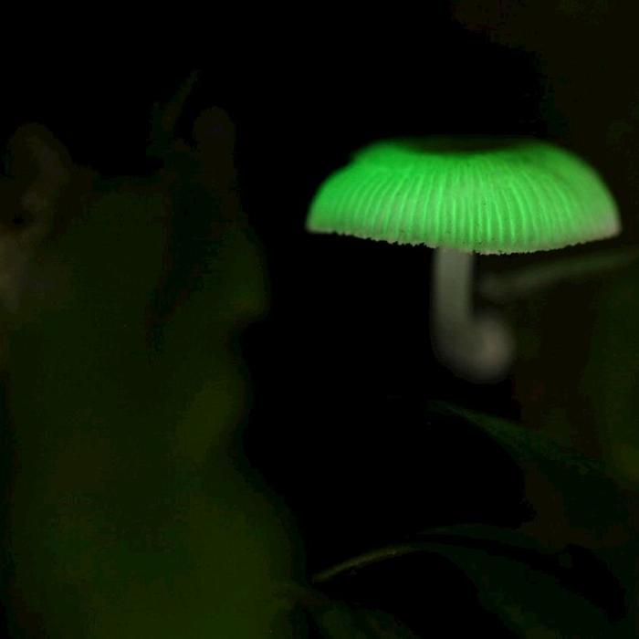Southern Cross Tours Evening Rainforest & Glow Worm Experience