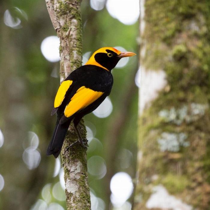 Southern Cross Tours Lamington National Park, O'Reilly's & Vineyard Tour