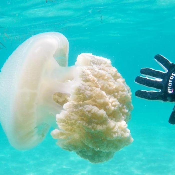 Queensland Scuba Diving Company Introductory Scuba Dive