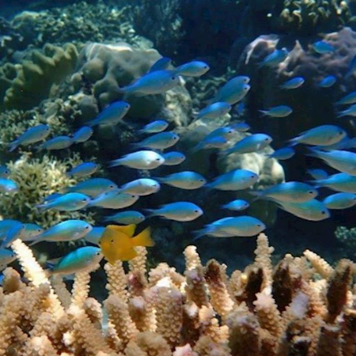 Sailaway Outer Reef - Mackay Coral Cay